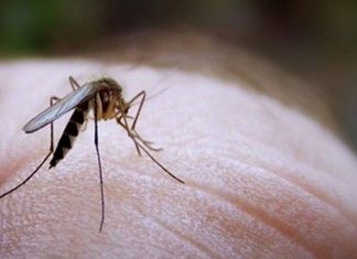 Σε εγρήγορση οι Αρχές για την έξαρση του ιού του Δυτικού Νείλου, στο επίκεντρο η Αττική