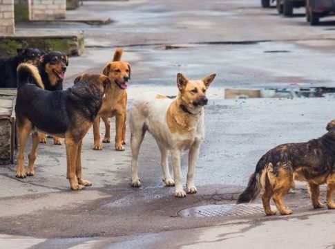 Δημοτικό Συμβούλιο: Ναι» στο επιχειρησιακό σχέδιο διαχείρισης αδέσποτων του Δήμου Σοφάδων