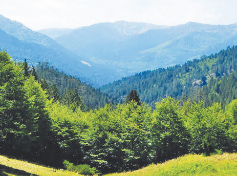 «Πράσινο» του Δασαρχείου Μουζακίου στη μελέτη έργων αντιπυρικής προστασίας