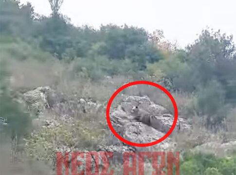 Νέα θέαση αρκούδας στο δρόμο προς την Πορτή του Δήμου Μουζακίου