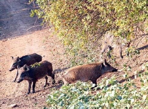Οδηγίες για τον έλεγχο του πληθυσμού των αγριογούρουνων από το Δασαρχείο Καρδίτσας