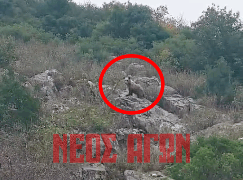Νέα θέαση αρκούδας στο δρόμο προς την Πορτή του Δήμου Μουζακίου (BINTEO)