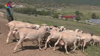 Άμεση στήριξη στους κτηνοτρόφους που θανάτωσαν ζώα λόγο ευλογιάς