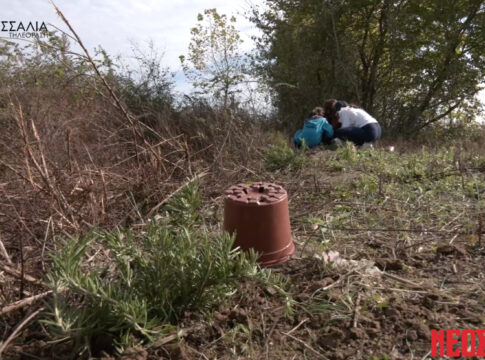 Εθελοντική δενδροφύτευση σε συνεργασία ΤΕΟΒ-WWF