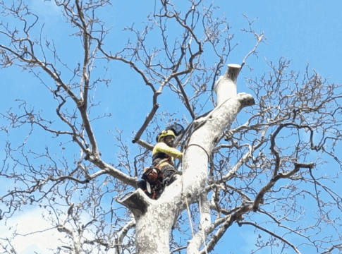 Παρέμβαση σωτηρίας του ιστορικού πλατάνου στο Λεοντίτο (ΦΩΤΟ)