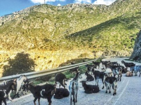 Πρόστιμο–ρεκόρ του 1 εκατ. ευρώ σε κτηνοτρόφο της Κρήτης για ζημιές από ανεπιτήρητα ζώα