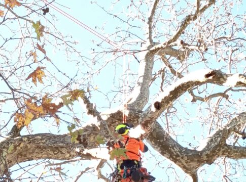 Ασπίδα προστασίας για τον πλάτανο του Λεοντίτου (ΦΩΤΟ)