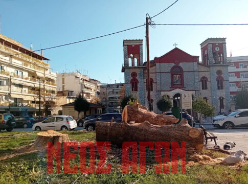 Με εντολή Δασαρχείου η κοπή «άρρωστου» πλατάνου έναντι του Ι.Ν. Ευαγγελιστρίας (ΦΩΤΟ)