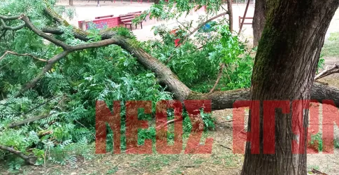 Πτώσεις δέντρων από τους ισχυρούς ανέμους, επενέβη η Πυροσβεστική