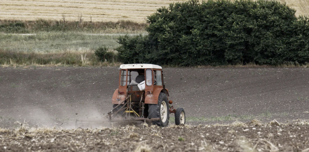 agrotes