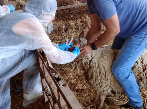 Ενεργοποιούνται οι ιδιώτες κτηνίατροι για την αντιμετώπιση της ευλογιάς