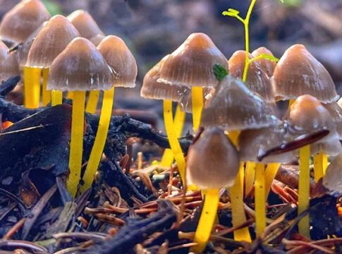 Στις 28–29 Μαρτίου στη Λίμνη Πλαστήρα η πανελλήνια γιορτή μανιταριού