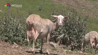 Κέλλας : Σε ύφεση η ευλογιά - περιορισμένος στη Λέσβο ο αφθώδης πυρετός