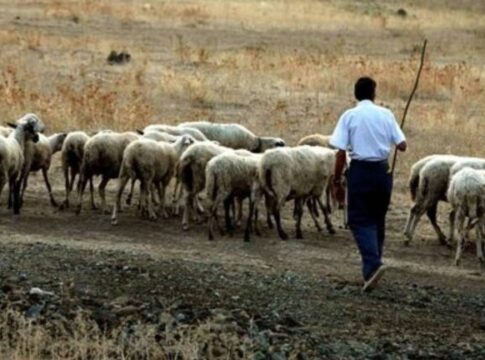Σύλληψη βοσκού στην Αγιά για παραβίαση των μέτρων για την ευλογιά των αιγοπροβάτων