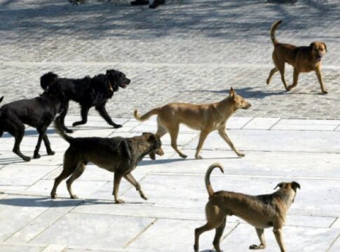 Έγκριση 3,5 εκατ. ευρώ για το διαδημοτικό καταφύγιο ζώων στο Ν. Καρδίτσας από το ΥΠ.ΕΣ