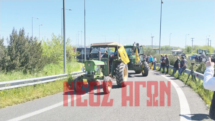 agrotes 11