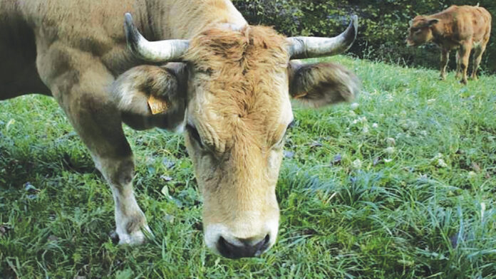 cow