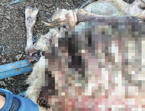 Επίθεση λύκου σε κτηνοτροφική μονάδα στην περιοχή της Αγιοπηγής