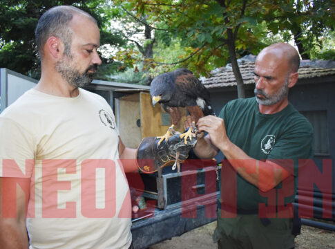 Τα γεράκια κερδίζουν τη... μάχη με τα κορακοειδή στο Παυσίλυπο (ΦΩΤΟ & ΒΙΝΤΕΟ)