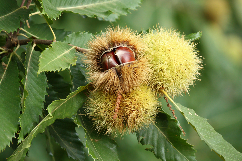 ripe chestnuts