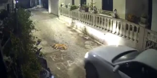 Κέρκυρα: Στον εισαγγελέα ο συλληφθείς για τη θανάτωση σκύλου στους Αυλιώτες