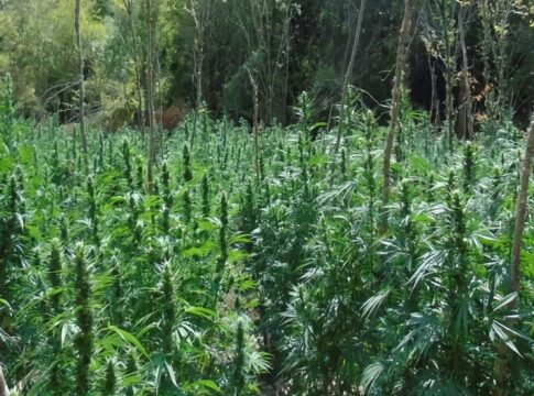 Μεγάλη αστυνομική επιχείρηση στον Όλυμπο για τεράστια χασισοφυτεία – Πάνω από 1.000 δενδρύλλια στη Ροδιά Τυρνάβου