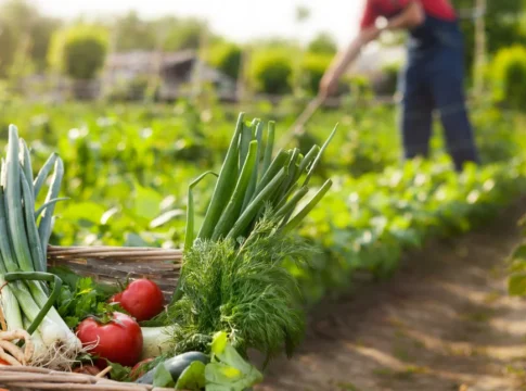 Στο 11% η βιολογική γεωργία στην ΕΕ, στο 17,2% στην Ελλάδα: Πού υπερτερεί, πληθαίνουν οι βιολογικές αγορές