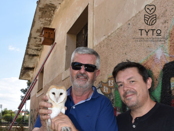 tyto sofades1
