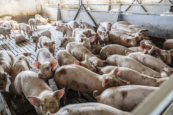 depositphotos_550448836-stock-photo-pig-farming-breeding-livestock-lots