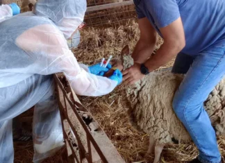 Συναγερμός για την ευλογιά στη Θεσσαλία: 153 κοπάδια στο μικροσκόπιο – Το κρίσιμο ερώτημα για τα οροθετικά ζώα