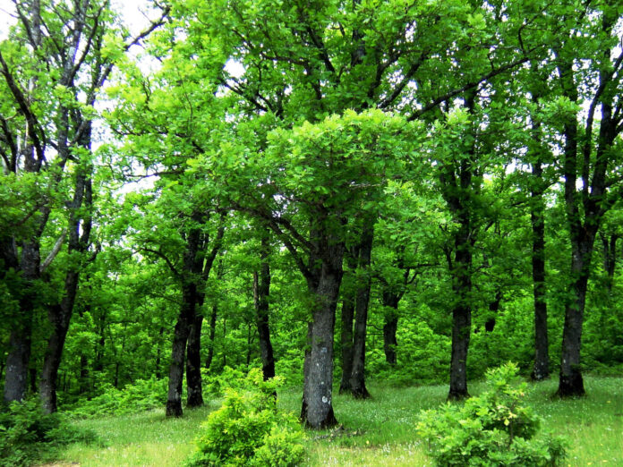 fysi-limni-plastira-02